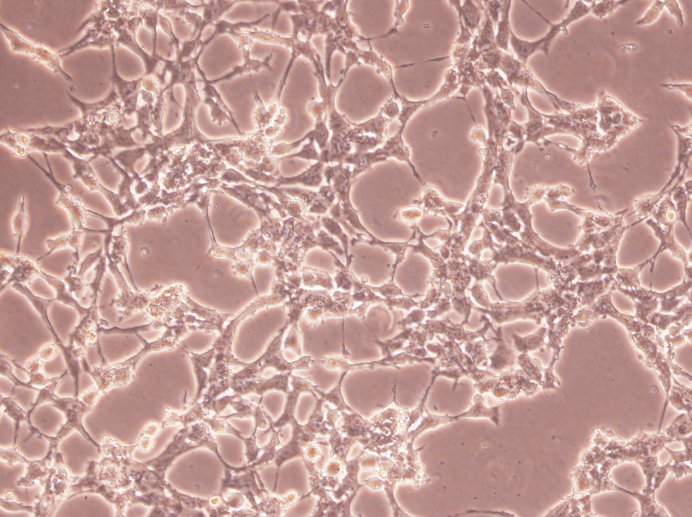 СƤϸTC-1